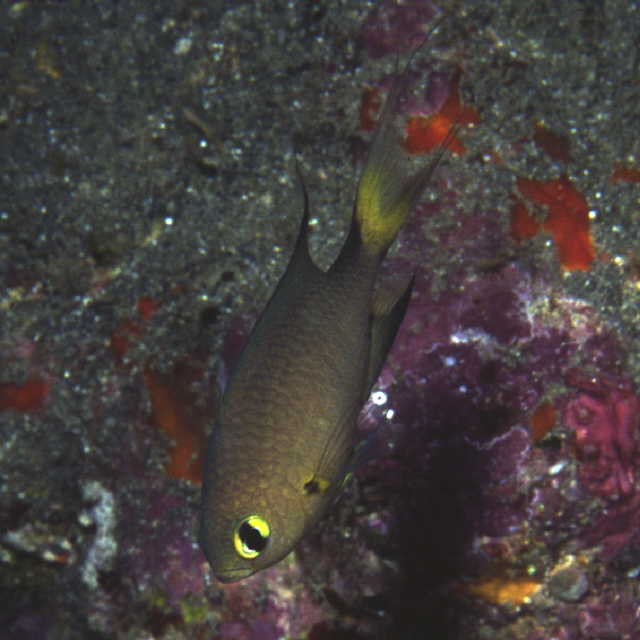 Chromis atripes